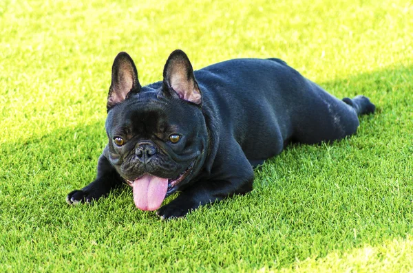 Bulldog francês — Fotografia de Stock