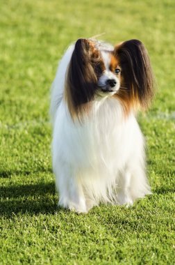 Papillon köpek