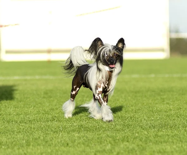 Chinese Crested dog — Stock Photo, Image