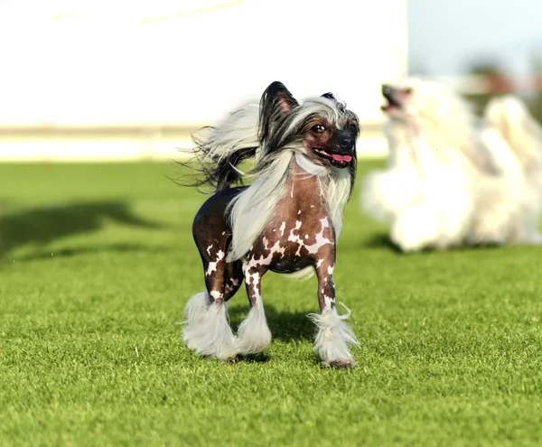 Chinese Crested dog — Stock Photo, Image