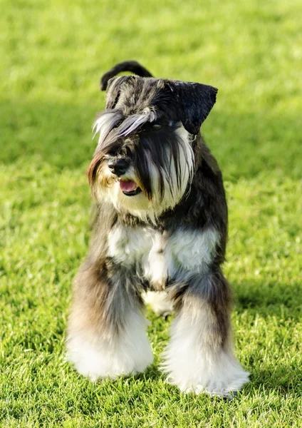 Dvärgschnauzer — Stockfoto