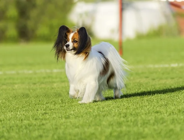 Papillon cão — Fotografia de Stock