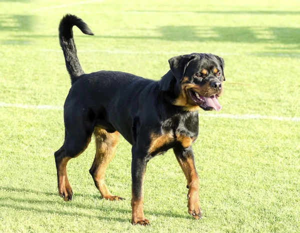 Rottweiler Hund — Stockfoto