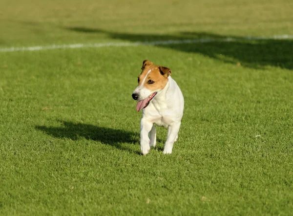 Russell Terrier — Stock Photo, Image