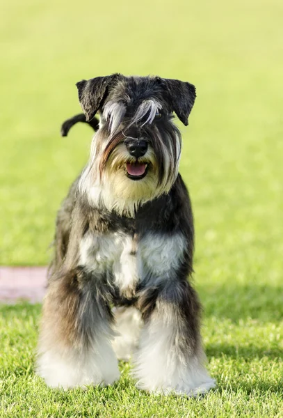 Schnauzer en miniatura — Foto de Stock