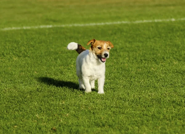 Russell terrier de — Foto de Stock