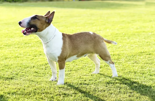 Bull Terrier — Stock Photo, Image