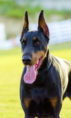 Doberman Pinscher