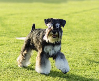 minyatür schnauzer