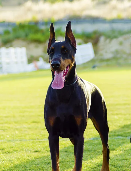 Doberman Pinscher — Foto de Stock