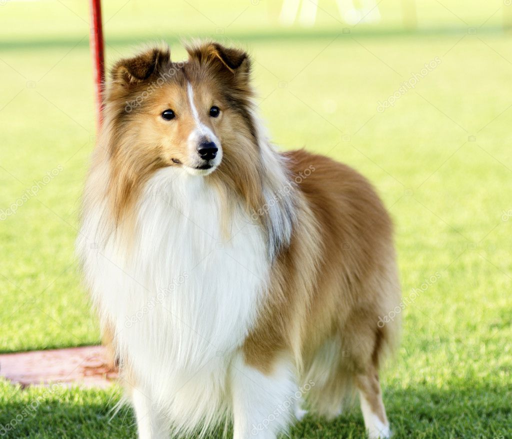 Shetland Sheepdog Photographie F8grapher 27020859