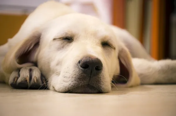 Sleeping Labrador — Stock Photo, Image