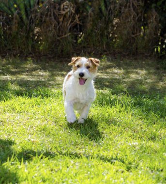 Jack Russell Teriyeri
