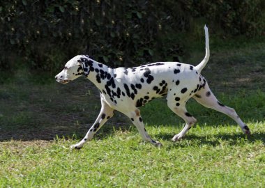 Dalmaçya köpeği