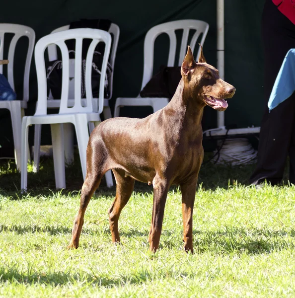 Doberman Pinscher (brown) — Stock Photo, Image