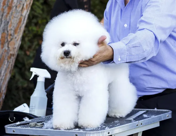 犬の毛づくろい — ストック写真