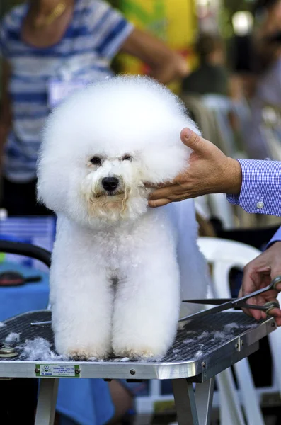 犬の毛づくろい — ストック写真