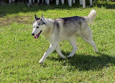 Siberian dış yapraklar