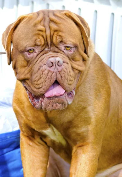 Neapolitan Mastiff — Stock Photo, Image