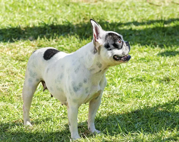 Boston terrier — Zdjęcie stockowe