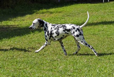 Dalmaçya köpeği