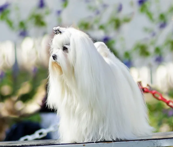 Cão maltês — Fotografia de Stock