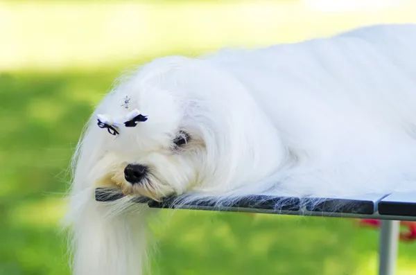 Cão maltês — Fotografia de Stock