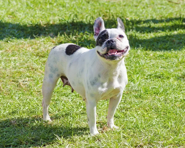 Boston Terrier. — Foto de Stock