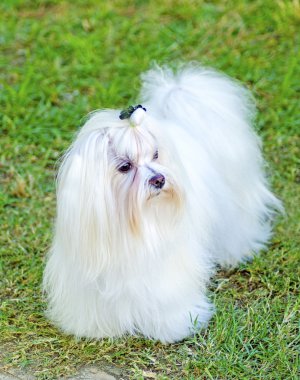 Malta Köpeği