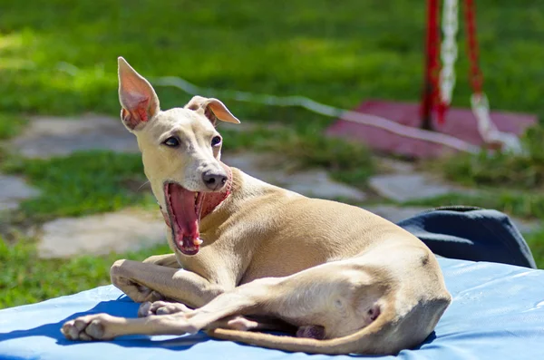 Italian Greyhound — Stock Photo, Image