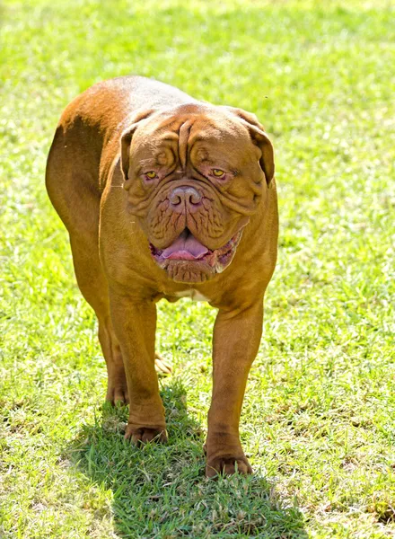 Napolitansk mastiff — Stockfoto