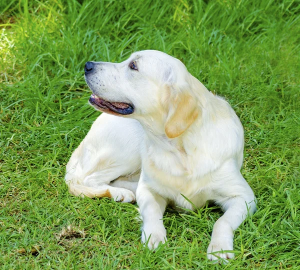 Perro perdiguero de oro — Foto de Stock