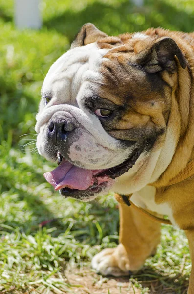 English Bulldog — Stock Photo, Image