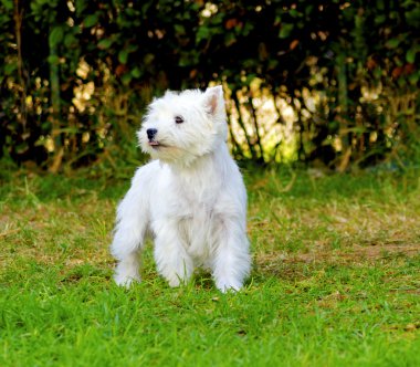 Batı Highland Beyaz Teriyeri