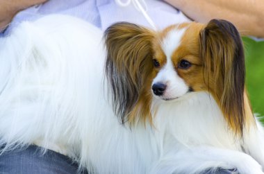 Papillon köpek