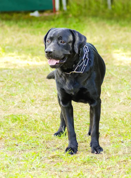 ラブラドル ・ レトリーバー犬 (黒) — ストック写真