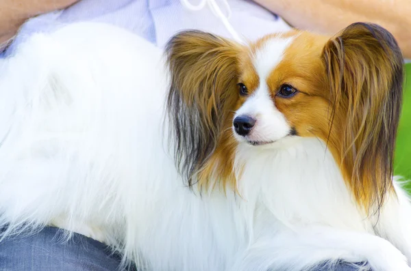 Papillon cão — Fotografia de Stock