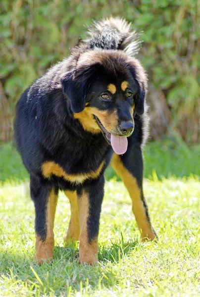 Mastín tibetano — Foto de Stock