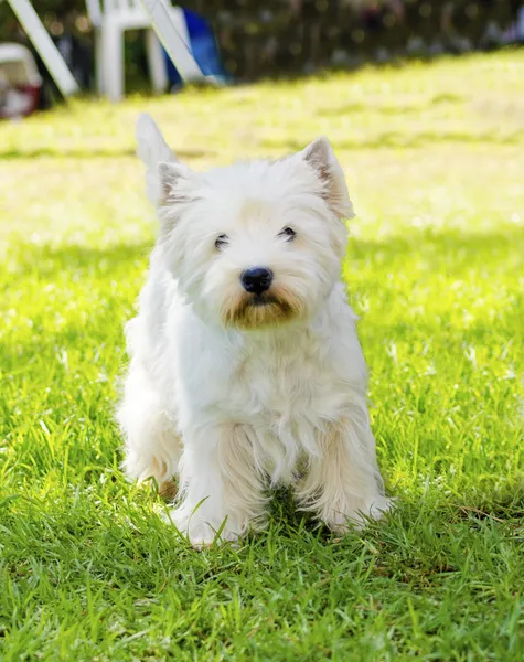 West Highland White Terrier — Stockfoto