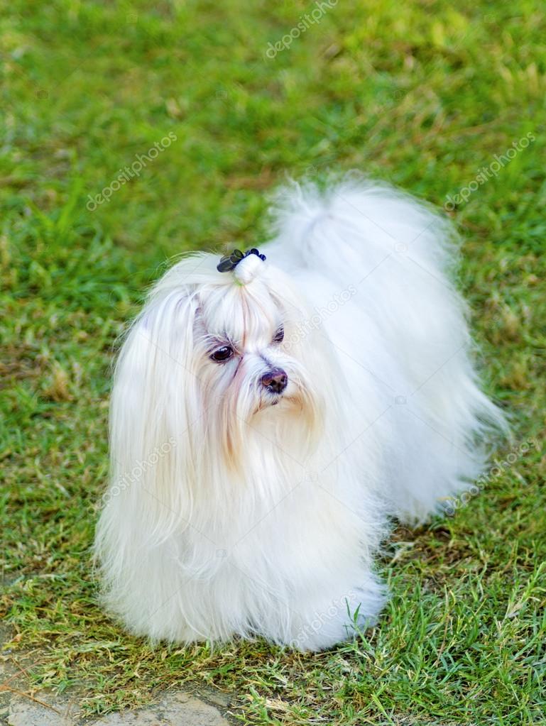 Maltais Chien Photographie F8grapher 33327623