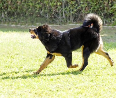 Tibet Mastiff