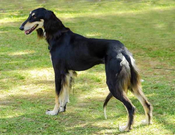 Saluki — Foto Stock