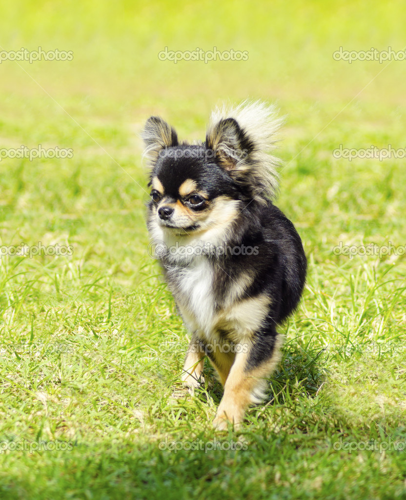 Black And Tan Chihuahua Long Haired Chihuahua Stock Photo C F8grapher 33410797