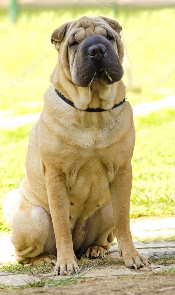 Shar Pei Chubby Dog Breeds Brown Shar Pei Dog Chinese Shar-Pei Dog