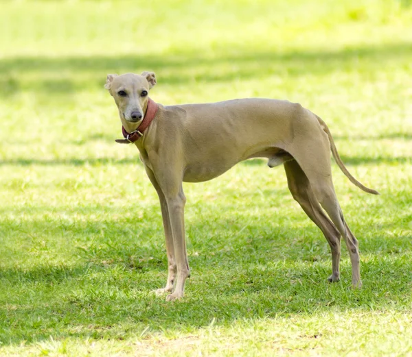 Italiaanse windhond — Stockfoto