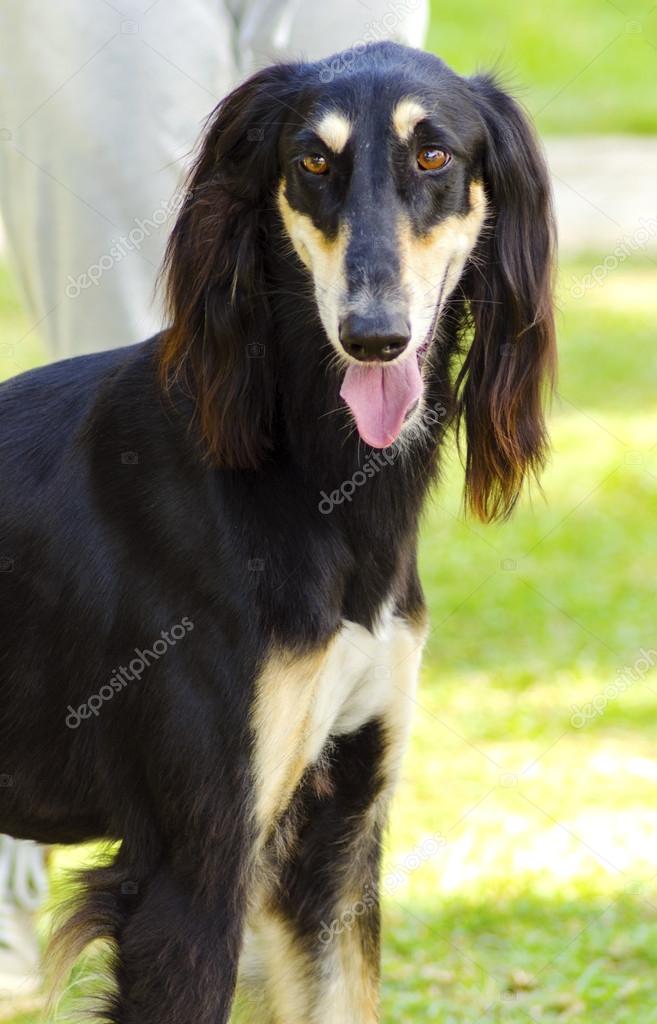 Russian Wolfhound Long Hair Long Nose Dog Close Up Portrait Of A