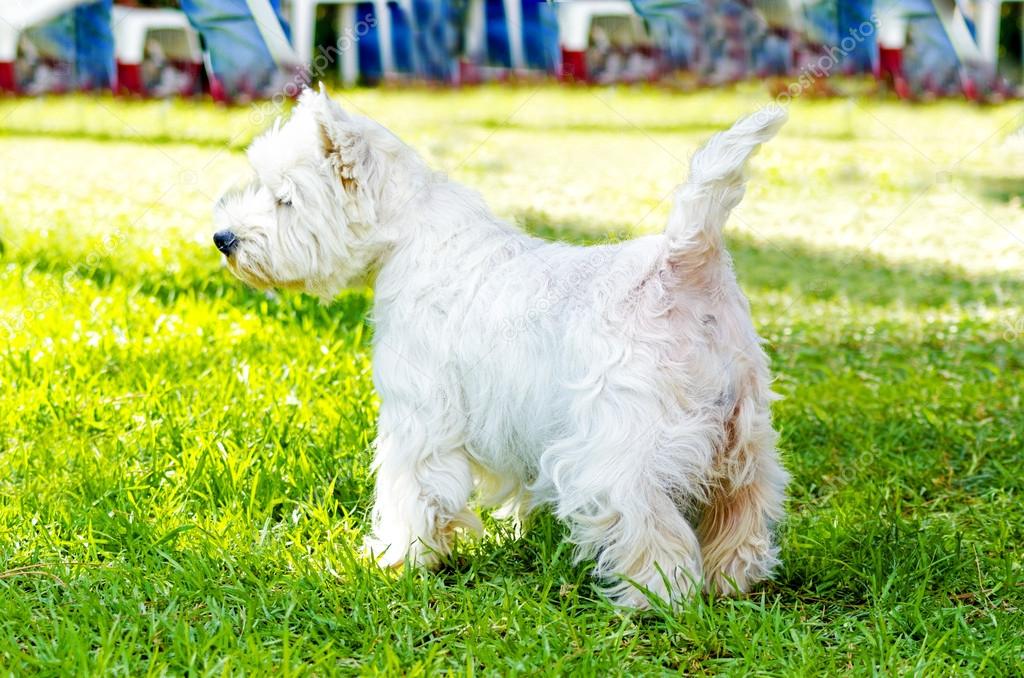 West Highland White Terrier