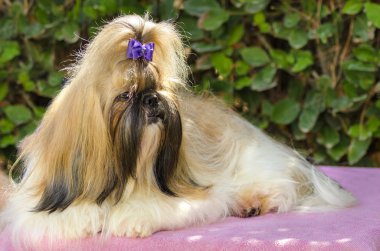Shih tzu köpek