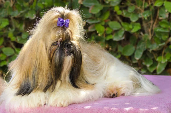 Pies shih tzu — Zdjęcie stockowe