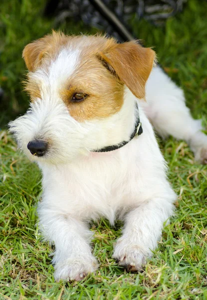 Jack Russell Terrier — Stock Photo, Image